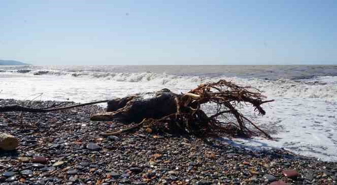 Kışlık yakacak ihtiya&ccedil;ları i&ccedil;in selin Karadeniz&rsquo;e s&uuml;r&uuml;klediği odunları topluyorlar
