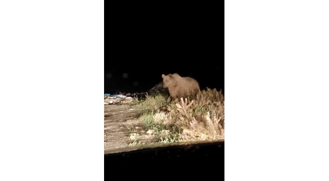 Boz ayı yiyecek ararken g&ouml;r&uuml;nt&uuml;lendi
