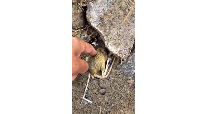 Nesli t&uuml;kenme tehlikesi altında olan Arap tavşanını &ouml;nce kurtardı, sonra elleriyle besledi
