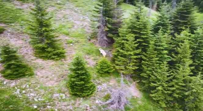 Nadir görülen beyaz boz ayı ve yavruları Artvin’in Şavşat ilçesinde drone kamerasına yansıdı
