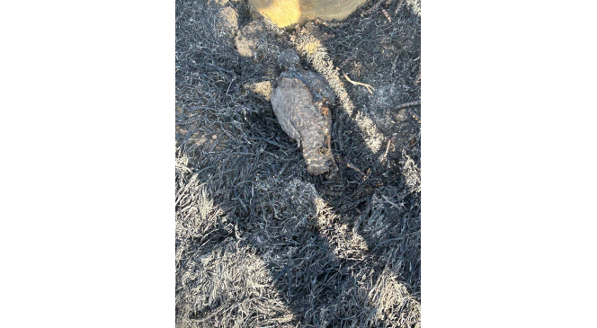 Elektrik akımına kapılan kuşun sebep olduğu yangında 60 d&ouml;n&uuml;m hububat arazisi zarar g&ouml;rd&uuml;
