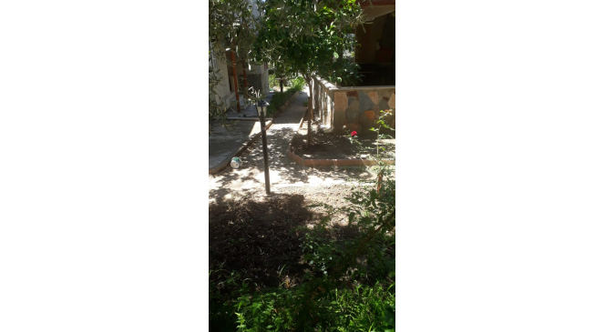 Edremit’te aç kalan tilkiler şehre indi 