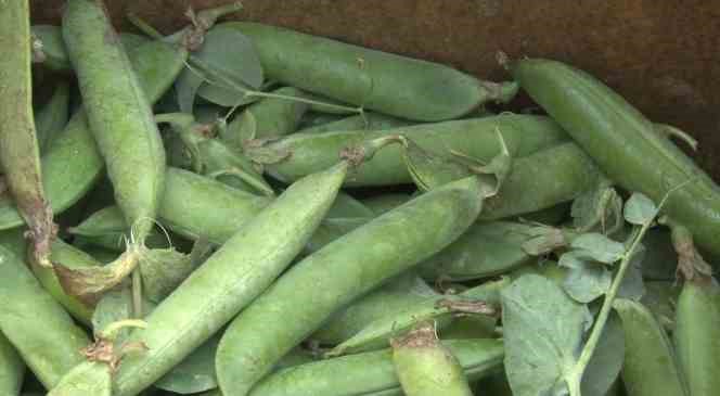 Yunanistan sınırında kavurucu sıcak altında g&uuml;le oynaya hasat mesaisi
