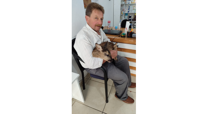 Karaca yavrusunu k&ouml;peklerin saldırısından k&ouml;yl&uuml;ler kurtardı
