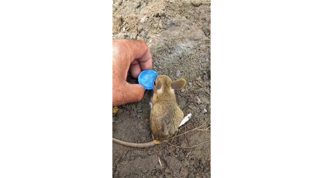 Nesli tükenme tehlikesi altında olan Arap tavşanını önce kurtardı, sonra elleriyle besledi