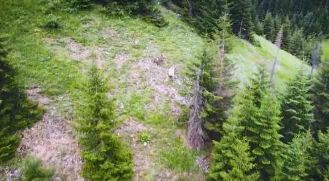 Nadir görülen beyaz boz ayı ve yavruları Artvin’in Şavşat ilçesinde drone kamerasına yansıdı