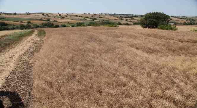 Biga&rsquo;da &lsquo;Kanola Ekelim Yağ olsun, Bal Olsun&rsquo; projesi &ccedil;er&ccedil;evesinde tarla g&uuml;n&uuml; d&uuml;zenlendi
