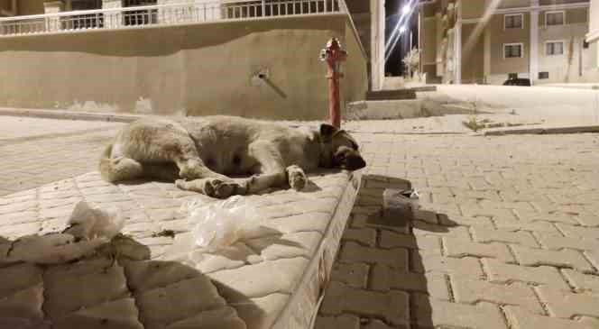 Sokak k&ouml;peği i&ccedil;in yola yatak serdiler
