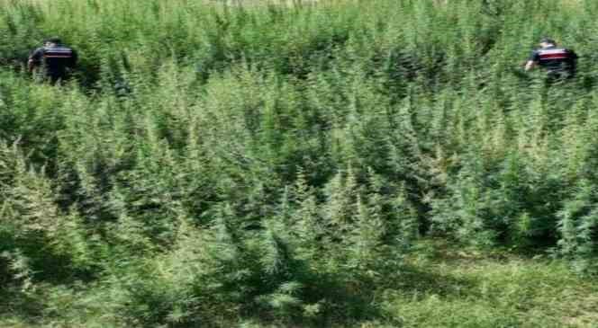 Kırklareli’nde 215 bin 709 kök kenevir ele geçirildi