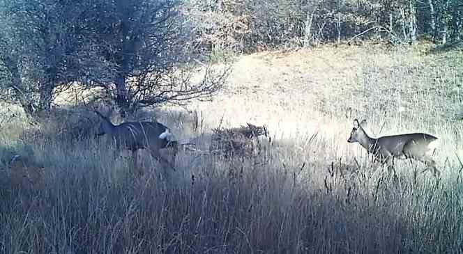 Yaban hayatın renkli g&ouml;r&uuml;nt&uuml;leri fotokapanda
