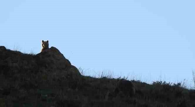 Munzur Dağlarında dağ ke&ccedil;ileri ve peşlerinde ki ayılar g&ouml;r&uuml;nt&uuml;lendi 