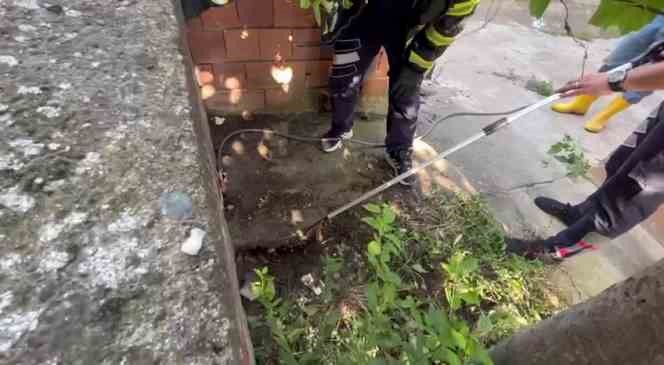 Korkutan yılan yakalanıp doğaya bırakıldı
