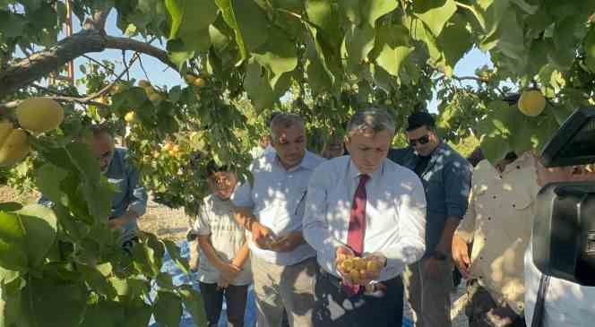 Malatya’da kayısı hasadı sürüyor, hedef 750 milyon dolarlık ihracat