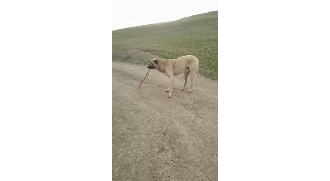 Ağrı’da yılanlar paniğe neden oldu