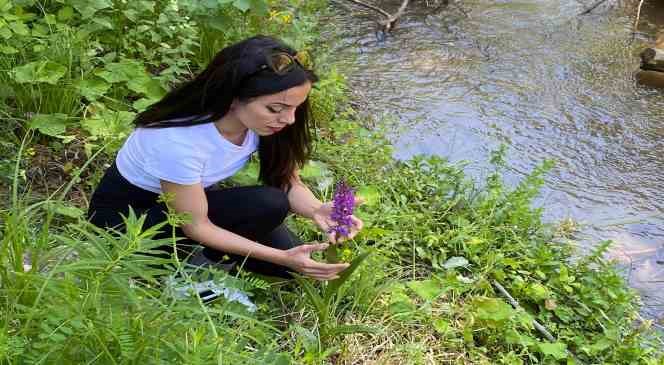 Yozgat&rsquo;ta salep orkidelerine y&ouml;nelik bilimsel &ccedil;alışma yapıldı
