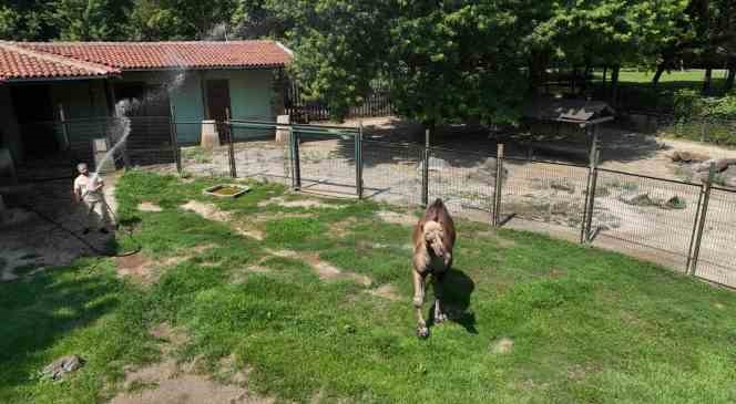 Zoopark&rsquo;ta 40 derece sıcakta buzlu meyve keyfi
