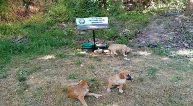 Salihli&rsquo;de sokak hayvanları i&ccedil;in &ccedil;ağrı: &rsquo;Bir kap su, bir kap yemek&rsquo;
