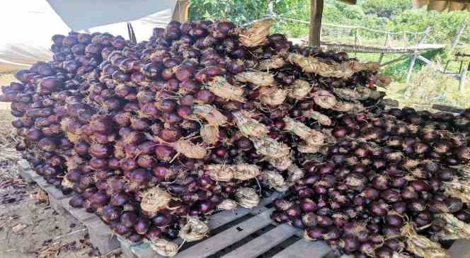 Tescilli mor soğanda hasat zamanı
