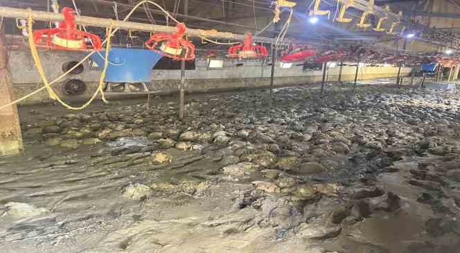 Sele teslim olan k&ouml;ydeki tavuk &ccedil;iftliğinde 8 bin 400 tavuk telef oldu
