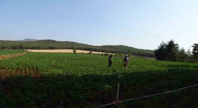 Suya kavuşan köyde arazi fiyatları değerlendi, geri dönüşler başladı