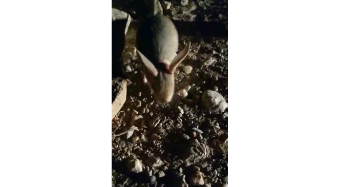 Erzincan’da kanguru faresine benzeyen Arap tavşanı görüntülendi