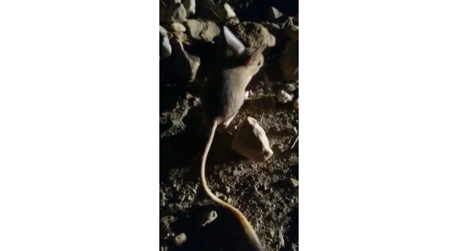 Erzincan’da kanguru faresine benzeyen Arap tavşanı görüntülendi