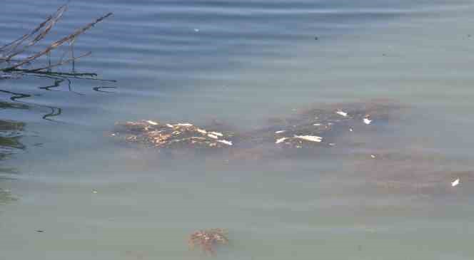 Ceyhan Nehri’nde balık ölümleri meydana geldi
