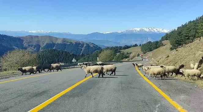 Koyun s&uuml;r&uuml;s&uuml; karayolunu trafiğe kapattı
