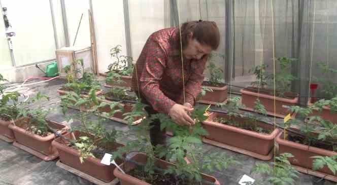 Zehirli sofralara &ccedil;&ouml;z&uuml;m bu seradan olacak
