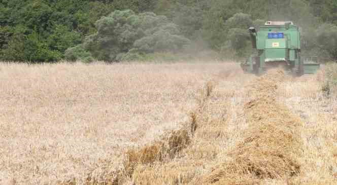 Lapseki’de Buğday Çeşit Demonstrasyon Tarla Günü düzenlendi