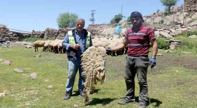 2 bin 220 rakımlı yaylada koyun kırkma mesaisi başladı
