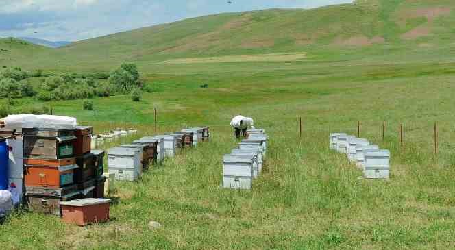 Gezgin arıcılar, kestaneden sonra &ccedil;i&ccedil;ek balından da umutsuz
