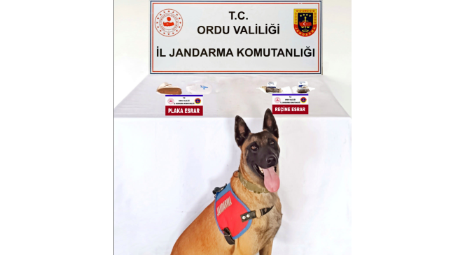 Ordu’da plaka ve reçine esrar operasyonu: 1 tutuklama