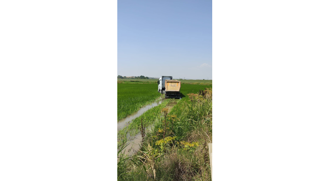 Tır &ccedil;eltik tarlasına girdi, &ccedil;amura saplandı
