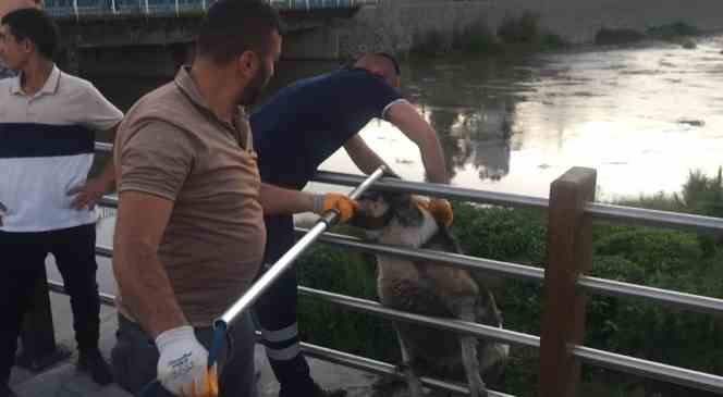 Kars’ta çaya düşen köpek kurtarıldı