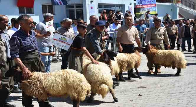 Huzur ortamının sağlandığı Kato Dağı’nda Hayvan Kırkma Festivali yapıldı