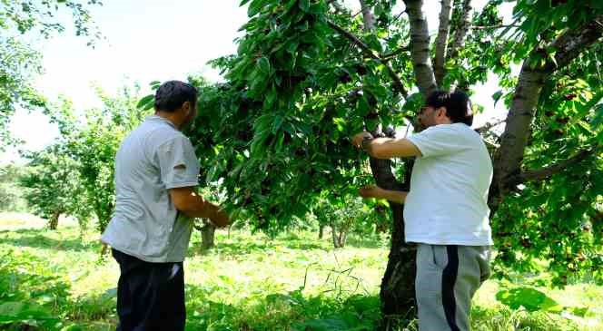 Erzincan&rsquo;da daha &ouml;nce g&ouml;r&uuml;lmemiş kiraz rekoltesi
