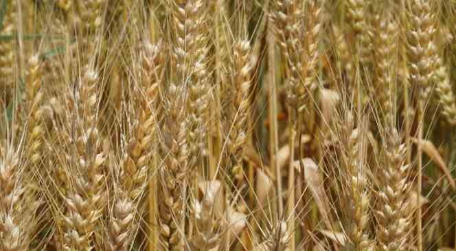 Aşırı sıcaklar hububat tarlalarında yangın riskini artırıyor