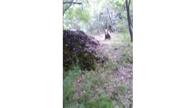 Amca diye seslendiği ayıyı besleyip öpücük gönderdi