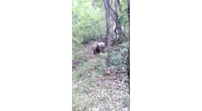Amca diye seslendiği ayıyı besleyip &ouml;p&uuml;c&uuml;k g&ouml;nderdi
