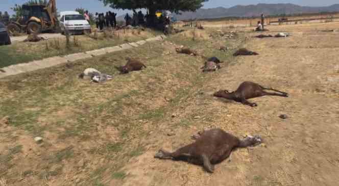Hatay’da feci olay: 77 küçükbaş hayvan telef oldu