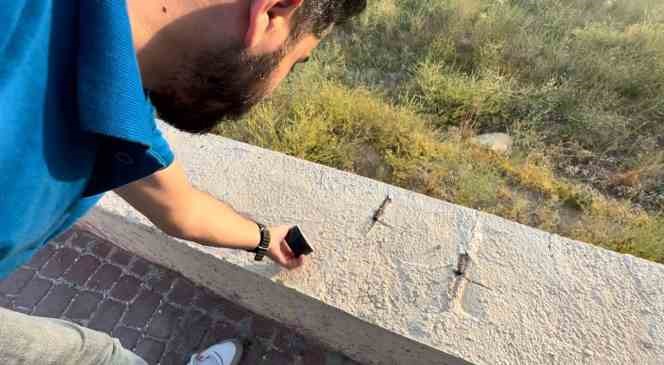 Yüksekova’da insan yüzünü andıran böcek şaşırttı