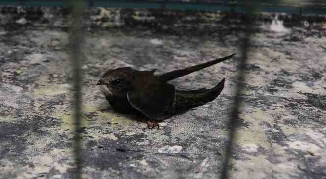 Bitkin düşen yavru ebabil kuşu tedavi altına alındı