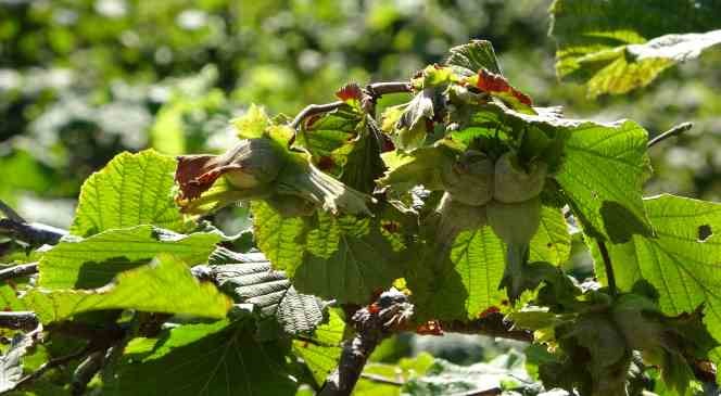 Soydan: “Türkiye’nin tahmini fındık rekoltesi 717 bin ton"