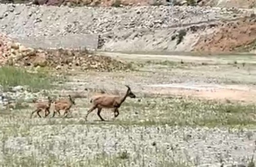 Artvin’de yaban keçisi ve yavruları yeni yapılacak sanayi sitesi inşaat alanında görüntülendi
