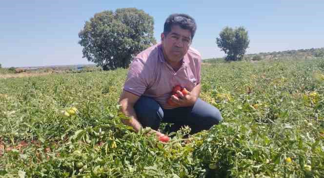 D&ouml;n&uuml;m başı 30 ton &uuml;r&uuml;n alan &uuml;retici yerli domatesi 10 liradan satıyor
