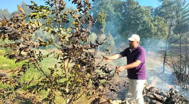 Osmaniye’de anız yangını ormana sıçradı