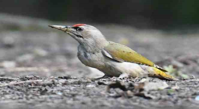 Yalova ormanlarında kuş g&ouml;zlemi yapıldı
