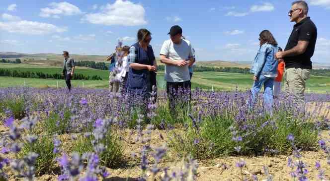 Yurt dışından geldi, bozkırı lavantaya b&uuml;r&uuml;d&uuml;
