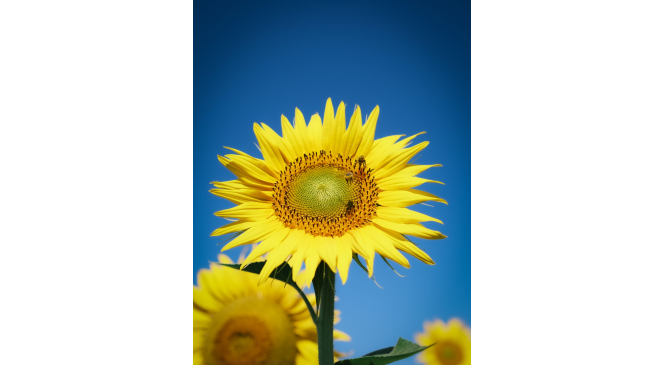 Hobi olarak yapıyor, kartpostallık görüntüler çıkarıyor